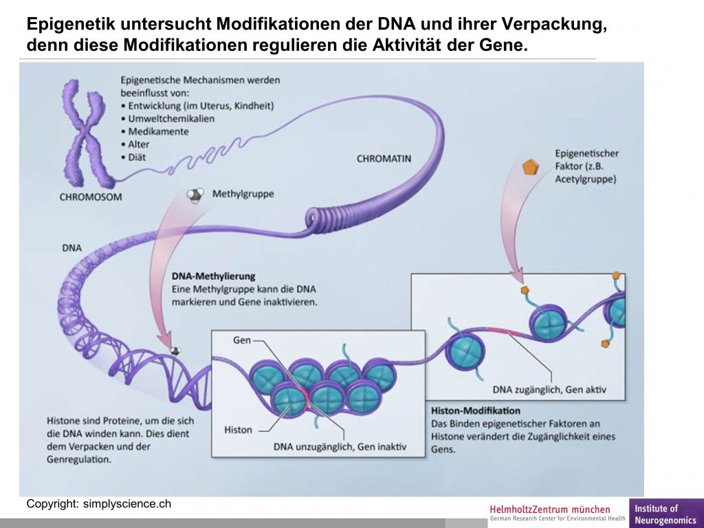 Abb. 1. Die Epigenetik untersucht Modifikationen der DNA und ihrer Verpackung, denn diese regulieren die Aktivität der Gene.
